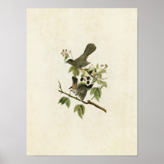 Plate 128 | Catbird | Birds of America Poster