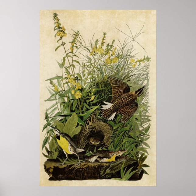 Plate 136 | Meadow Lark | Birds of America Poster (Front)