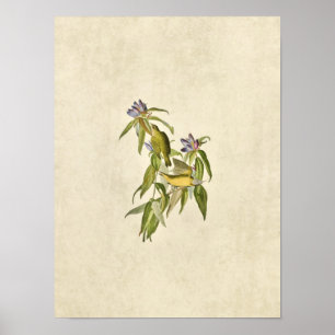 Plate 138 Connecticut Warbler Birds of America Poster