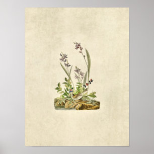Plate 139 Field Sparrow Birds of America Poster