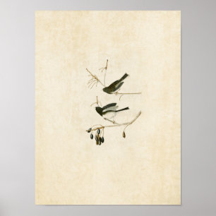 Plate 13   Snow Bird   Birds of America Poster