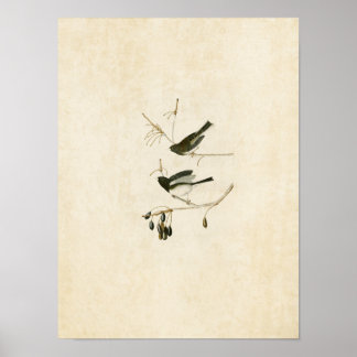 Plate 13 | Snow Bird | Birds of America Poster