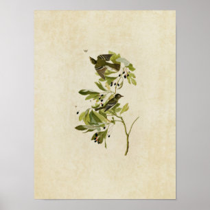 Plate 144 Small Green Crested Flycatcher Poster