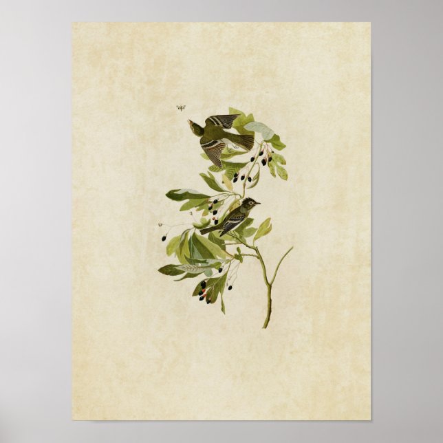 Plate 144 | Small Green Crested Flycatcher Poster (Front)