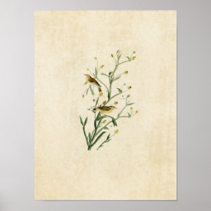 Plate 145 Yellow Red-Poll Warbler Poster