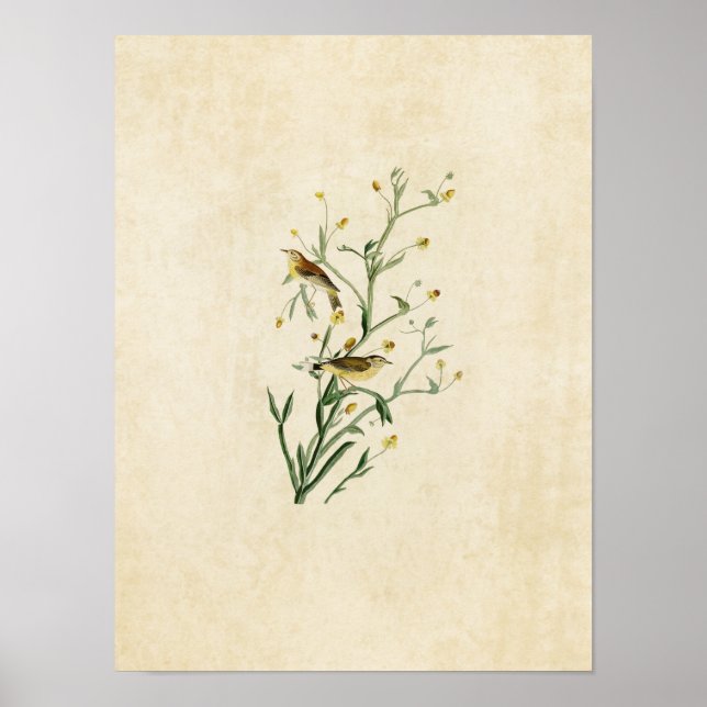 Plate 145 | Yellow Red-Poll Warbler Poster (Front)