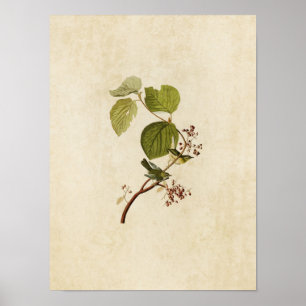 Plate 148   Pine Swamp Warbler   Birds of America Poster