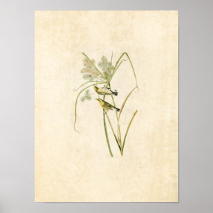 Plate 14   Prairie Warbler   Birds of America Poster