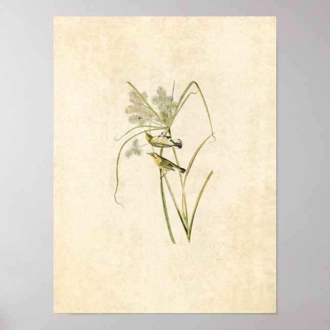 Plate 14 | Prairie Warbler | Birds of America Poster (Front)