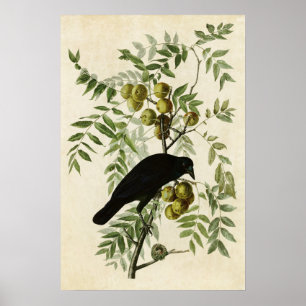 Plate 156   American Crow   Birds of America Poster