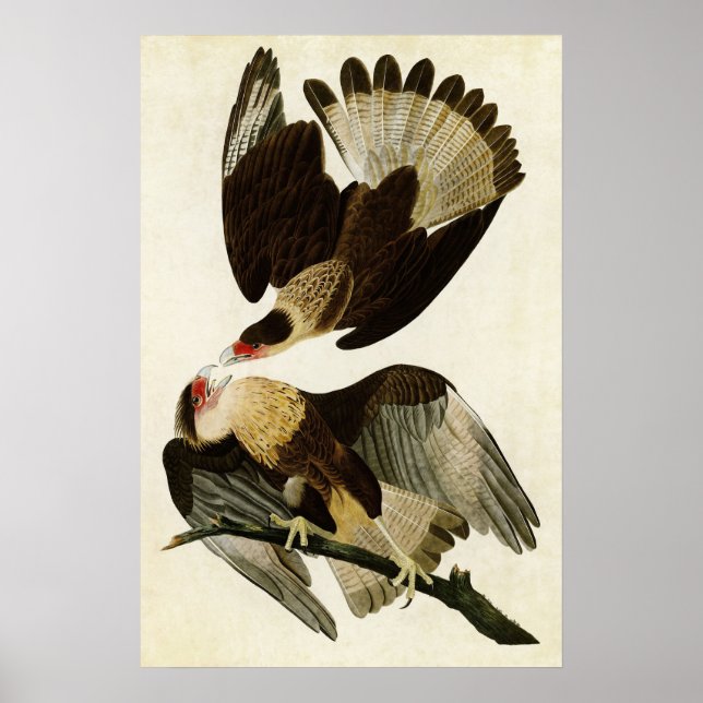 Plate 161 | Brasilian Caracara Eagle Poster (Front)