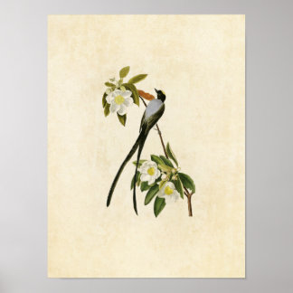 Plate 168 | Fork-Tailed Flycatcher Poster