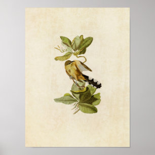 Plate 169   Mangrove Cuckoo   Birds of America Poster