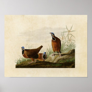 Plate 172 Blue-Headed Pigeon Birds of America Poster