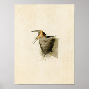 Plate 173 Barn Swallow Birds of America Poster