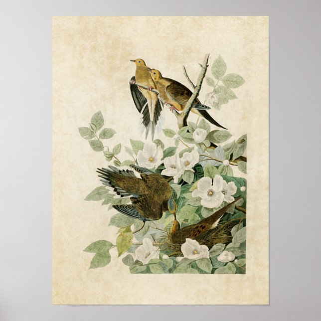 Plate 17 | Carolina Turtle Dove | Birds of America Poster (Front)