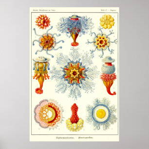 Plate 17. Siphonophores. Poster