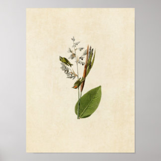 Plate 183 | Golden-Crested Wren | Birds of America Poster