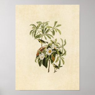 Plate 185   Bachman's Warbler   Birds of America Poster