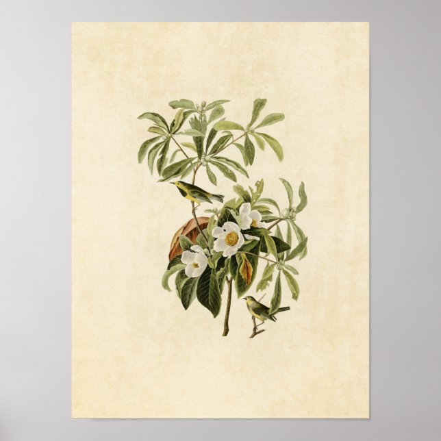 Plate 185 | Bachman's Warbler | Birds of America Poster (Front)