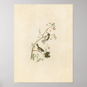 Plate 194   Canadian Titmouse   Birds of America Poster