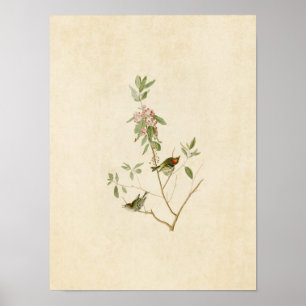 Plate 195   Ruby-Crowned Wren   Birds of America Poster