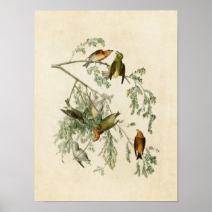 Plate 197   American Crossbill   Birds of America Poster