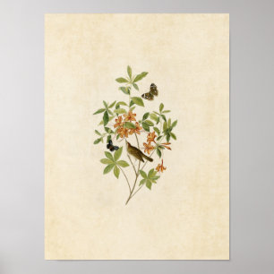 Plate 198   Brown-Headed Worm-Eating Warbler Poster