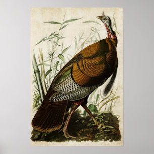 Plate 1   Wild Turkey   Birds of America Poster