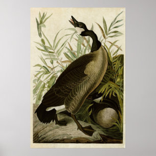 Plate 201   Canada Goose   Birds of America Poster