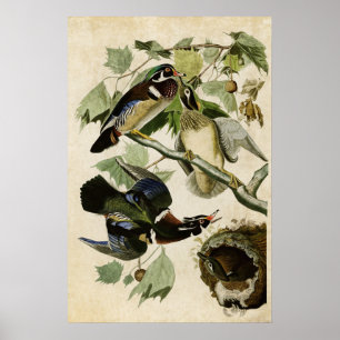 Plate 206 Summer or Wood Duck Birds of America Poster