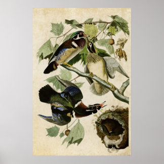 Plate 206 | Summer or Wood Duck | Birds of America Poster