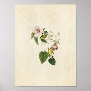 Plate 20   Blue-Winged Yellow Warbler Poster