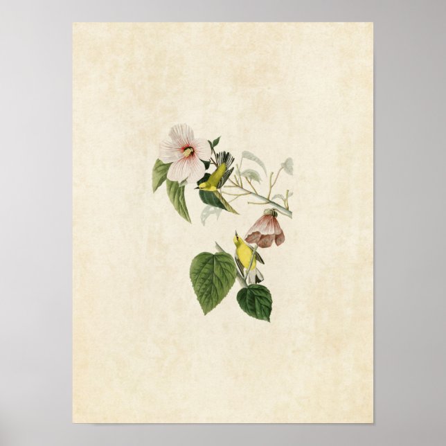 Plate 20 | Blue-Winged Yellow Warbler Poster (Front)