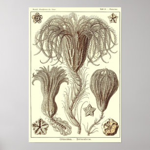 Plate 20. Crinoids. Poster