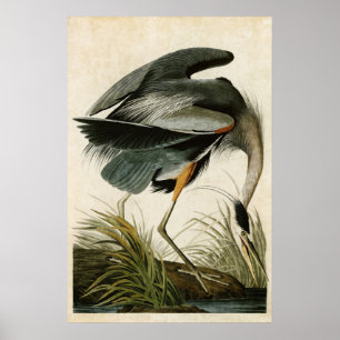 Plate 211   Great Blue Heron   Birds of America Poster