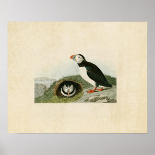 Plate 213 Puffin Birds of America Poster