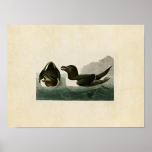 Plate 214 Razorbill Birds of America Poster