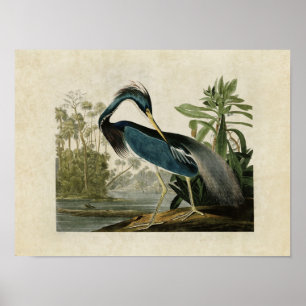 Plate 217   Louisiana Heron   Birds of America Poster