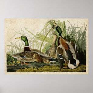 Plate 221   Mallard Duck   Birds of America Poster