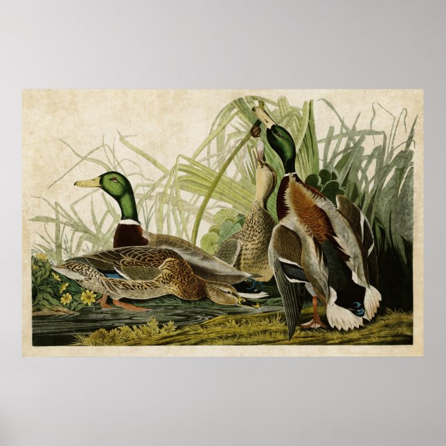 Plate 221 | Mallard Duck | Birds of America Poster (Front)