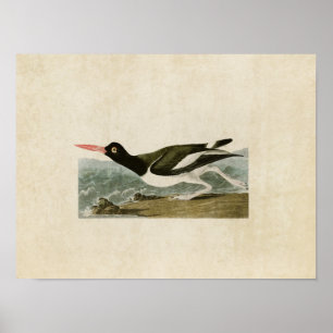 Plate 223 Pied Oystercatcher Birds of America Poster