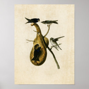 Plate 22   Purple Martin   Birds of America Poster