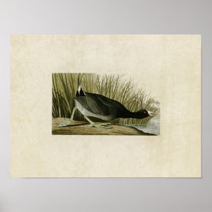 Plate 239   American Coot   Birds of America Poster