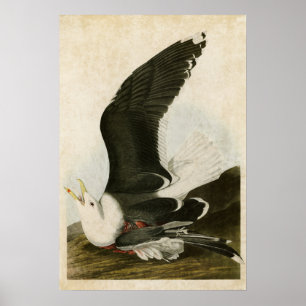 Plate 241 Black-Backed Gull Birds of America Poster