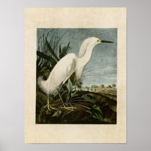 Plate 242 Snowy Heron or White Egret Poster