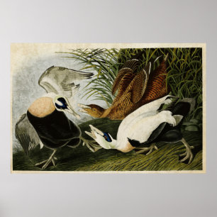 Plate 246 Edier Duck Birds of America Poster