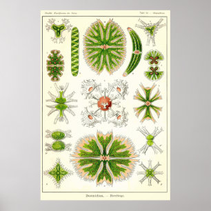 Plate 24 Desmdiea Poster