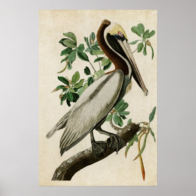 Plate 251 | Brown Pelican | Birds of America Poster (Front)