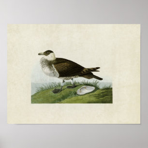 Plate 253   Jaeger   Birds of America Poster